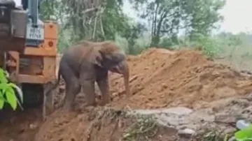 Baby elephant falls into well in Odisha’s Sambalpur, rescued  