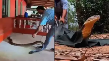 Huge King Cobra rescued & released into wild, watch