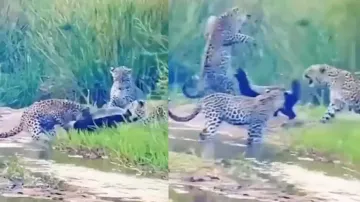 Honey badger battles with three big leopards, escapes unhurt; watch