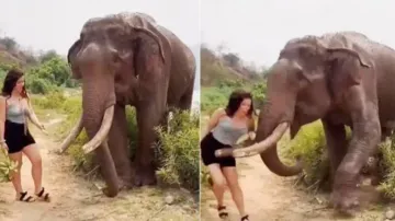 Woman tries to fool hungry tusker, suffers instant karma – Watch
