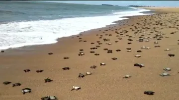 Baby Olive Ridley turtles at Gahirmatha
