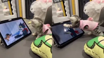 Cute kitten watches Tom and Jerry on iPad, tries to save cartoon cat from the mouse