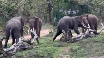 Clash of Titans! Two wild tuskers lock tusks in forest; watch