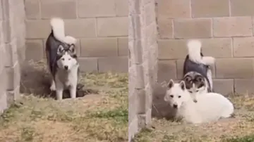 Cute reaction of doggo couple when caught red-handed is heart-winning, watch