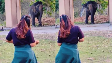 Elephant swings its body to and fro imitating girl! Netizens express concern for majestic being; wat
