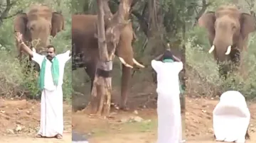 Annoyed wild Tusker tries to scare man paying obeisance; latter arrested; watch