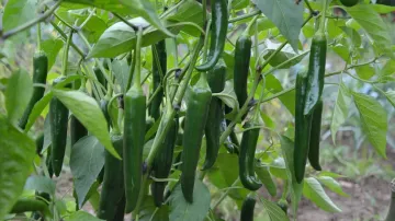 green chillies