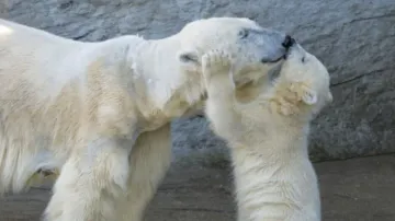 Mother’s Day Special: These adorable videos of animals’ love for their babies will make your day