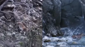 Catch me if you can! Mountain goat drags snow leopard on steep hill, wins the game; watch