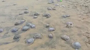 Jellyfish Carcass On Puri Beach