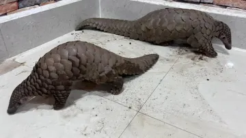 Pangolins rescued