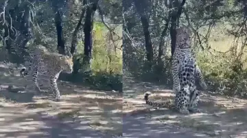Leopard in wild poses for photoshoot after seeing visitors! Watch