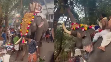Tusker takes a ‘jackfruit break’ during carnival in India, watch