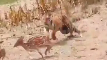 Royal Bengal Tiger fails to hunt down ‘luckiest deer’, watch miraculous chase & escape sequence