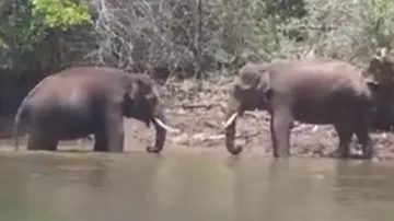 Clash of Titans! Tuskers take drinks break while 'locking horns'; watch
