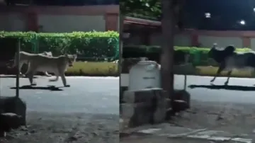 Bull chases a pride of lions on road; watch utterly shocking incident