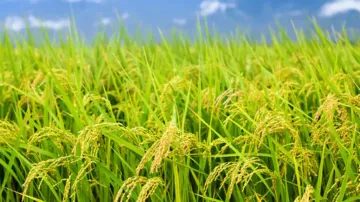 Paddy field