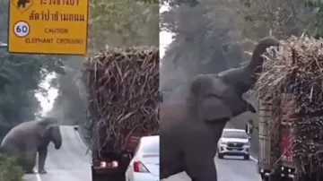 Jumbo tax! Elephant collects toll from trucks on road in forest; watch heartwarming video
