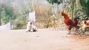 Doggy crows like rooster, netizens amused; watch