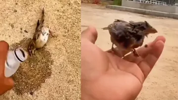 Humanity still alive: Dying tiny bird ‘rises from dead; watch heart-warming video
