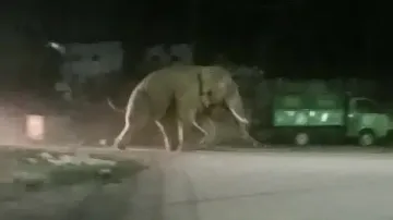 Wild Elephant Roaming In Bhubaneswar