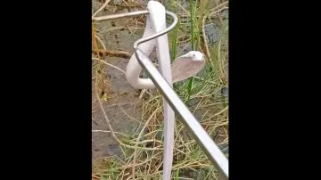 Claimed Albino Cobra Rescued In Nayagarh