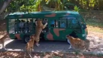 Viral Video: Tigers surround tourist vehicle during jungle safari, refuse to let go