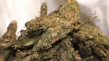 Why Odisha govt cracking whip on ganja and going soft on liquor? Stats paint grim picture