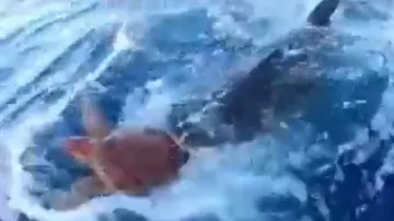 Shark seeks human help to save turtle! Watch heart-winning video