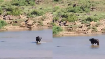 Brave buffalo outsmarts pride of lions, cunningly crosses crocodile-infested river