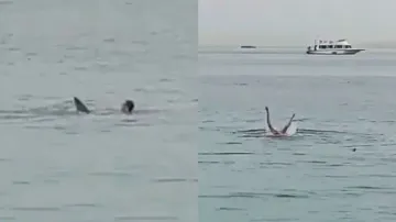 Tiger Shark kills Russian man