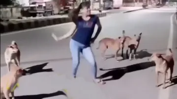 ‘Basanti’ dances in front of ‘Kutto’, pack of dogs enjoy performance; watch