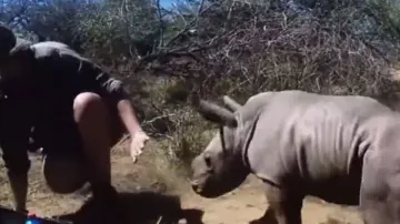 Heart-warming! Baby Rhino protects unconscious mother, defends from vets; watch