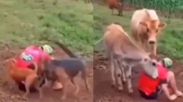Heart-melting! After dogs fail, cattle enter to cheer up distressed farmer; watch