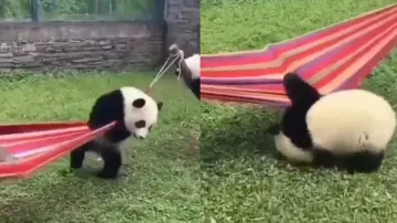 Baby panda’s adorable attempt to climb a hammock is the cutest thing you will see today