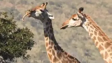 After Deer eating snake, video of Giraffe munching bones goes viral; watch