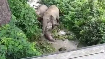 Heartbreaking! Mother elephant carries dead calf for 2 km, tries to revive it by placing in water