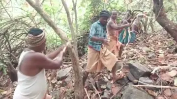 Siali creeper collection