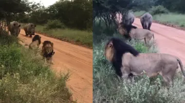 Lions flee spot after Rhinos walk in; watch