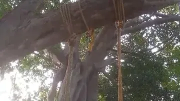 Dead body in swing