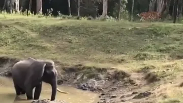 Elephant vs Tiger