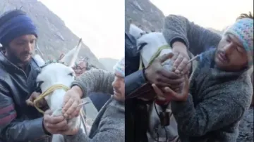 Rowdies force horse to smoke weed during Kedarnath trip, viral video irks internet