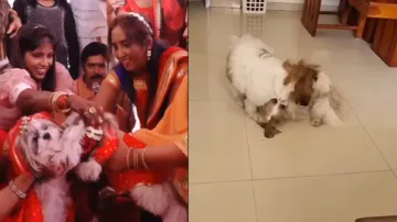 Shaadi Ke Side Effects! Video of these dogs proves what actually happens after marriage; watch