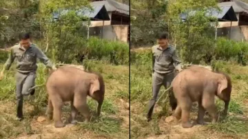 Baby elephant’s sidekick to its caretaker is too adorable to miss