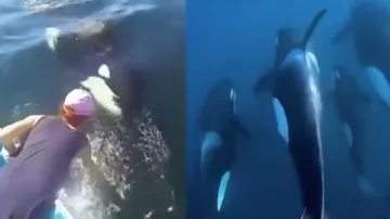 Killer whale asks for help from humans to rescue its mother; watch heart-winning video