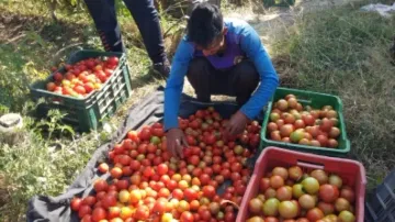 Tomato-nomics: Tomato price may come down soon