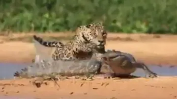 Jaguar skillfully hunts down crocodile, watch thrilling footage