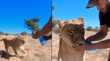 Man hand-feeds water to thirsty lioness from bottle, winning hearts; watch