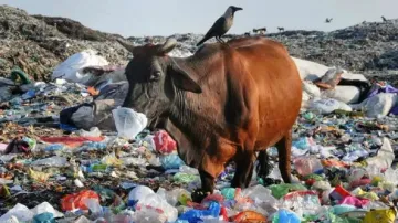 International Plastic Bag Free Day 2023: Experts say awareness, stringent laws keys to effective imp