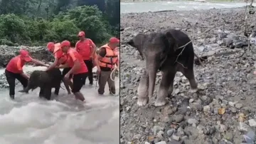 Baby elephant stuck in swelling river rescued by SSB members, netizens hail real-life heroes; watch